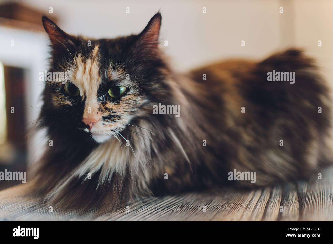 Chat Tres Drole Riant De La Cloture Photo Stock Alamy