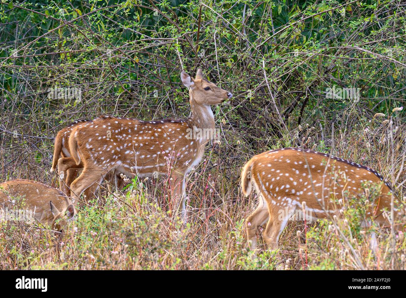 Axis Deer Dans Le Parc National De Ranthambore, Inde Banque D'Images