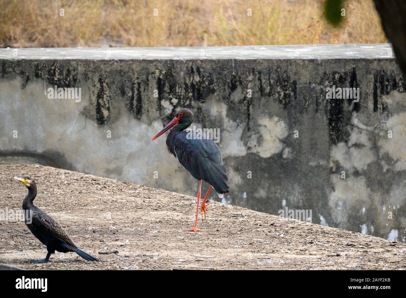 Black Stork Dans Le Parc National De Ranthambore, Inde Banque D'Images