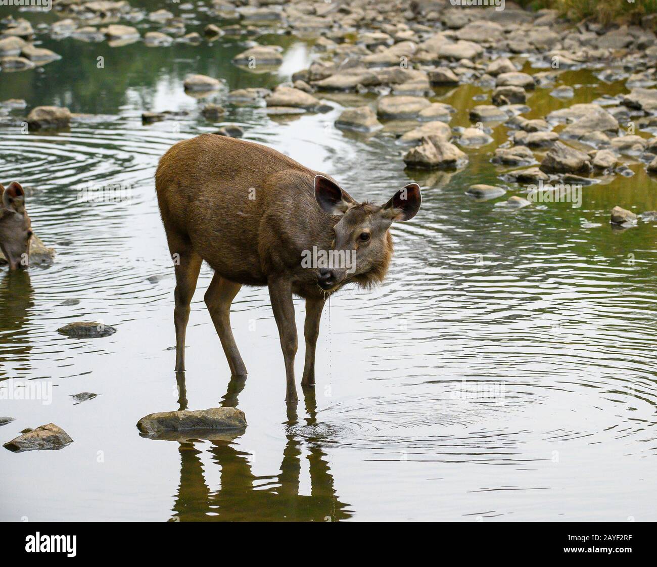 Sambar Deer Dans Le Parc National De Ranthambore, Inde Banque D'Images