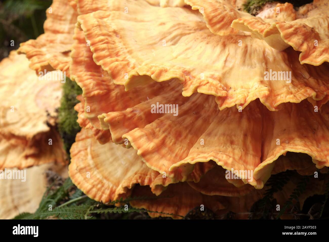 Porling de soufre commun, poulet des bois Banque D'Images