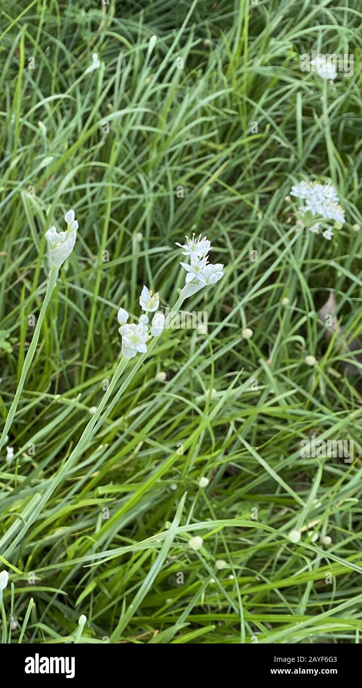 Ciboulette À L'Ail Fleuri (Allium Tuberosum). Les membres de la famille des oignons et de l'ail sont indispensables à la cuisson. Banque D'Images