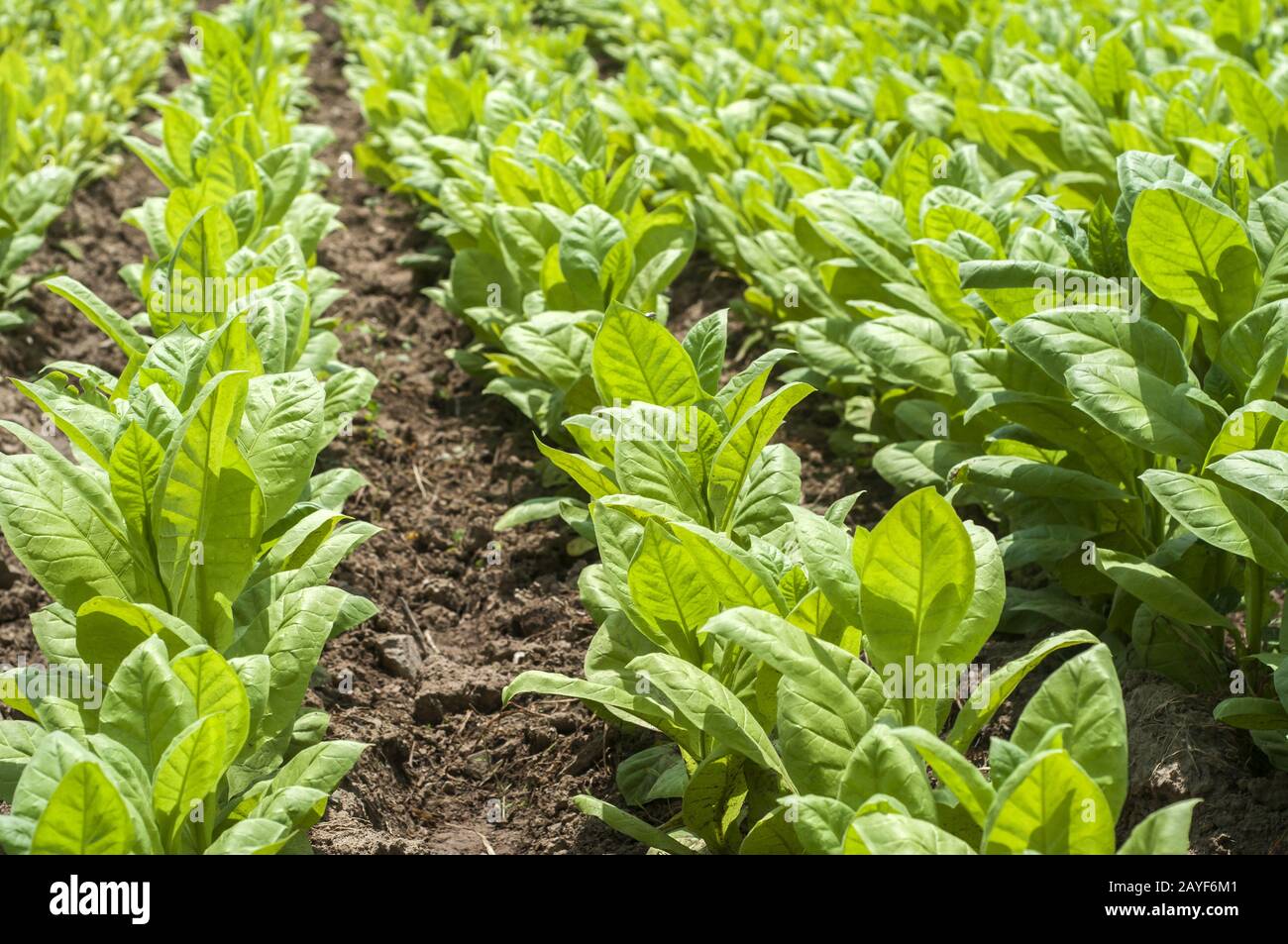 Les jeunes plants de tabac vert dans les lignes de plus en champ comme arrière-plan agricole Banque D'Images