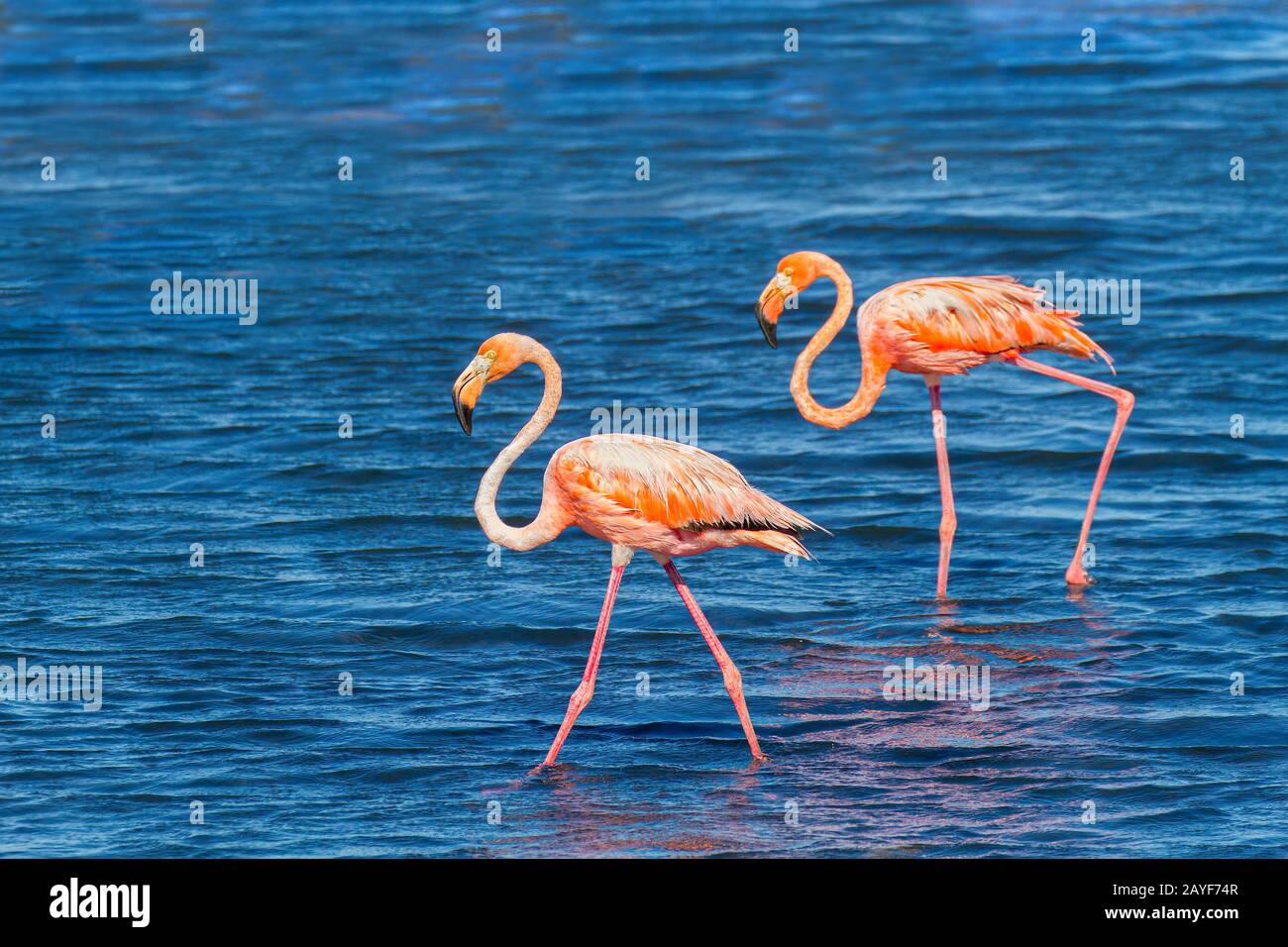 Deux flamants rouges marchent dans le lac sur la côte Banque D'Images