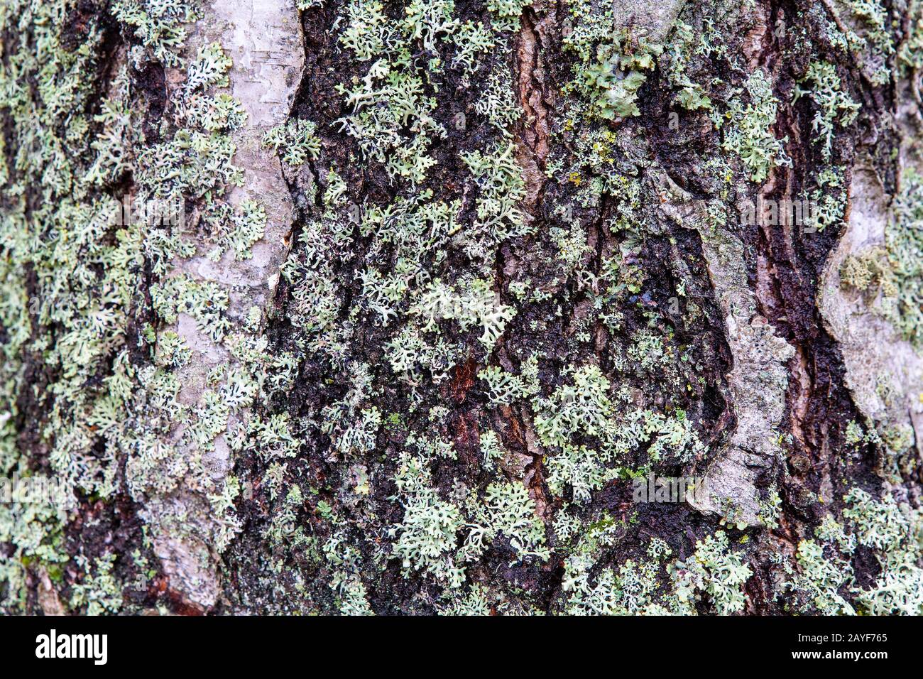 Écorce de tronc d'arbre détaillée avec lichen comme arrière-plan Banque D'Images