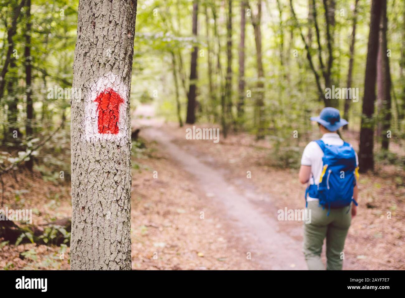 Randonnée marquée sentier dans la forêt. Marquage de l'itinéraire touristique peint sur l'arbre. Panneau d'itinéraire touristique. Panneau d'itinéraire de voyage. Touri Banque D'Images