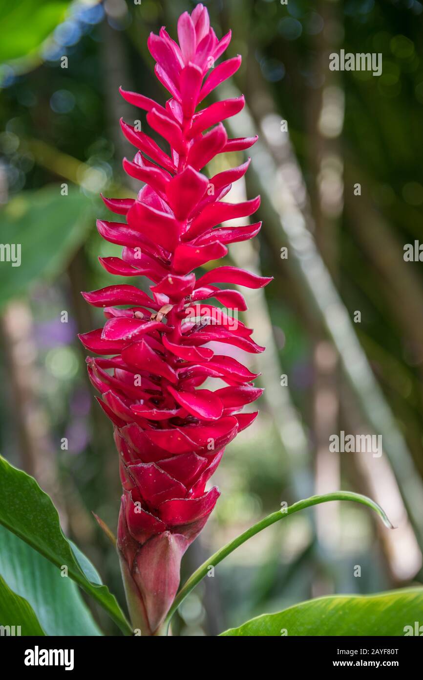 Un cône rose plante gingembre à Maui, Hawaii Banque D'Images