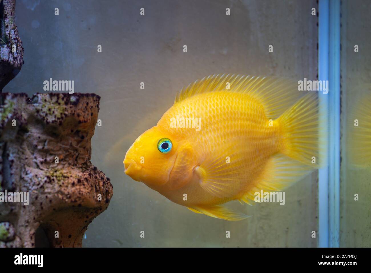 Red Parrot Cichlid Poisson d'Aquarium Aquarium d'eau douce à Banque D'Images