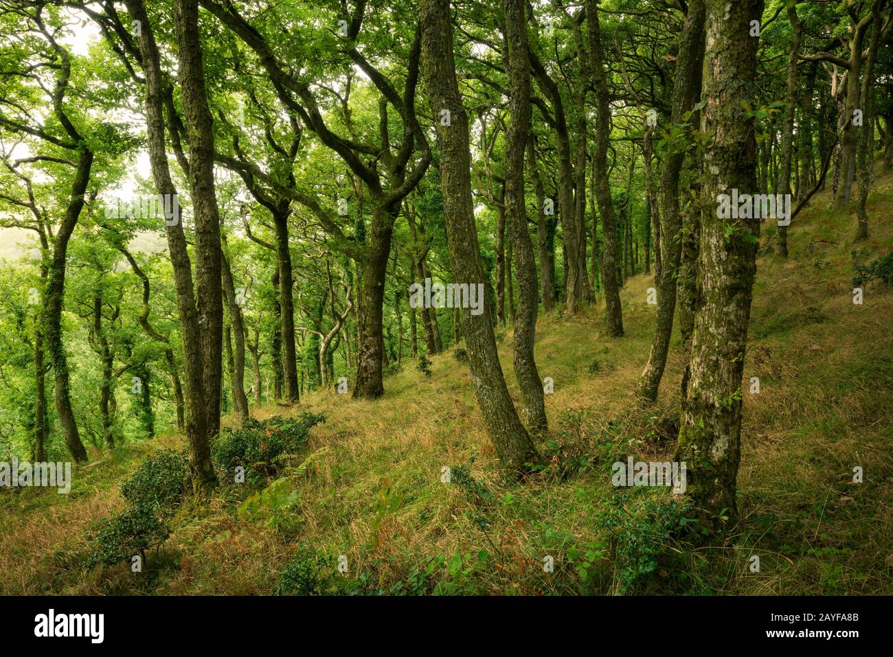 Bois de chêne sessile à la fin de l'été. Réserve Naturelle Nationale Hawkcombe Woods, Exmoor, Somerset, Angleterre. Banque D'Images