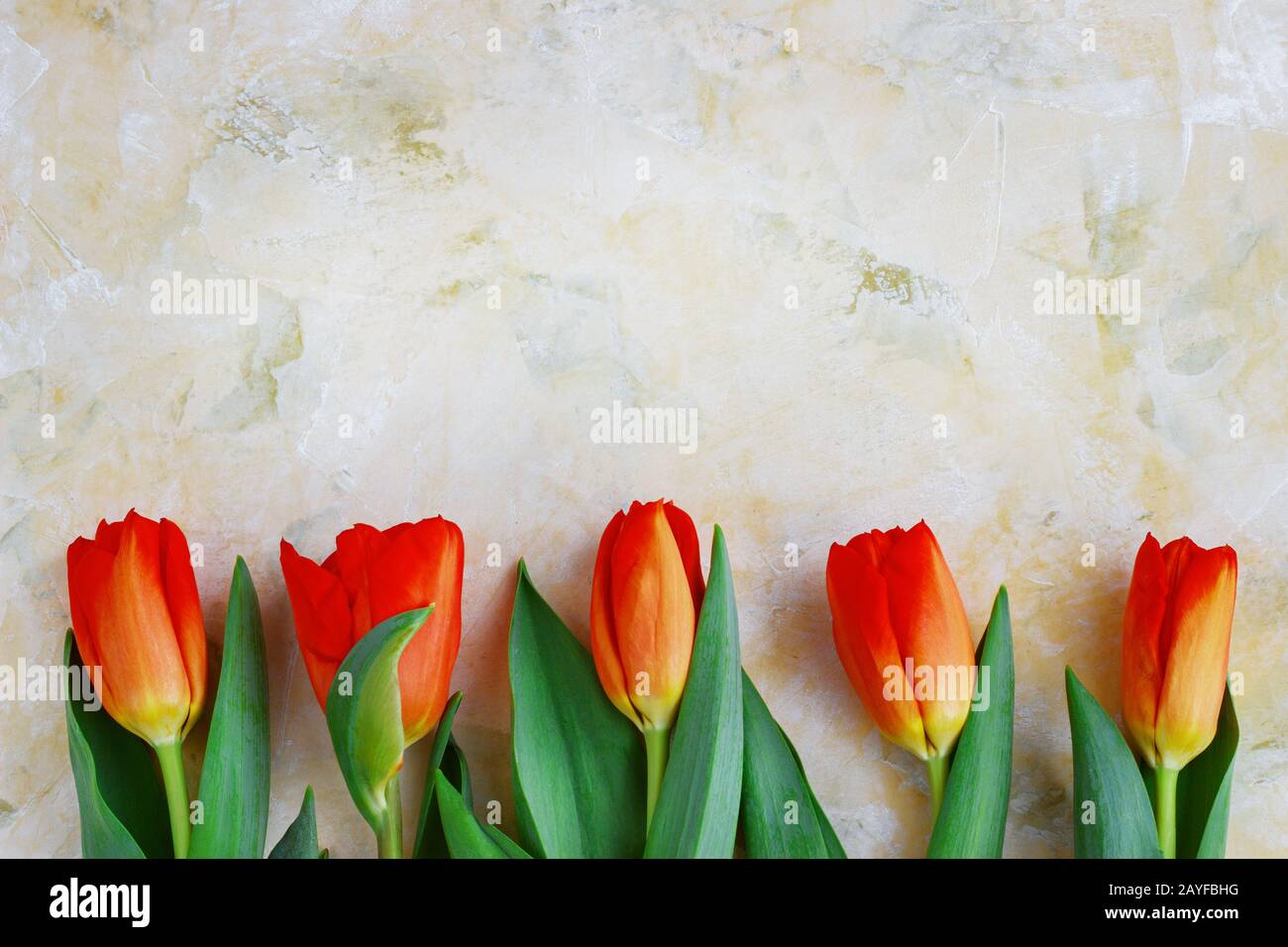 Tulipes rouge-jaune sur fond clair. Printemps - affiche avec espace texte libre, carte avec fleurs de printemps Banque D'Images