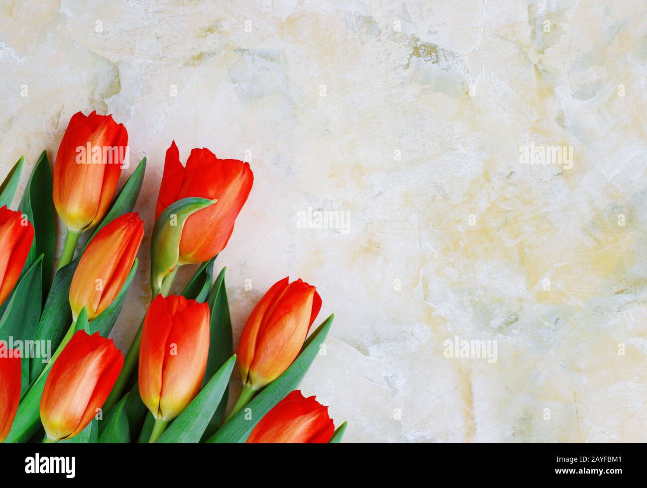 Tulipes rouge-jaune sur fond clair. Printemps - affiche avec espace texte libre, carte avec fleurs de printemps Banque D'Images