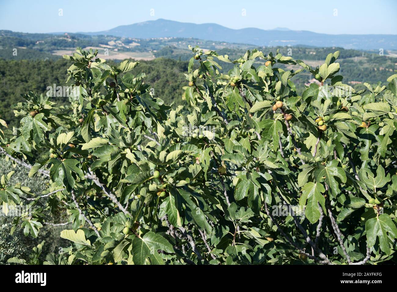 Figuier commun en Ombrie, Italie. 18 Août 2019 © Wojciech Strozyk / Alay Stock Photo Banque D'Images