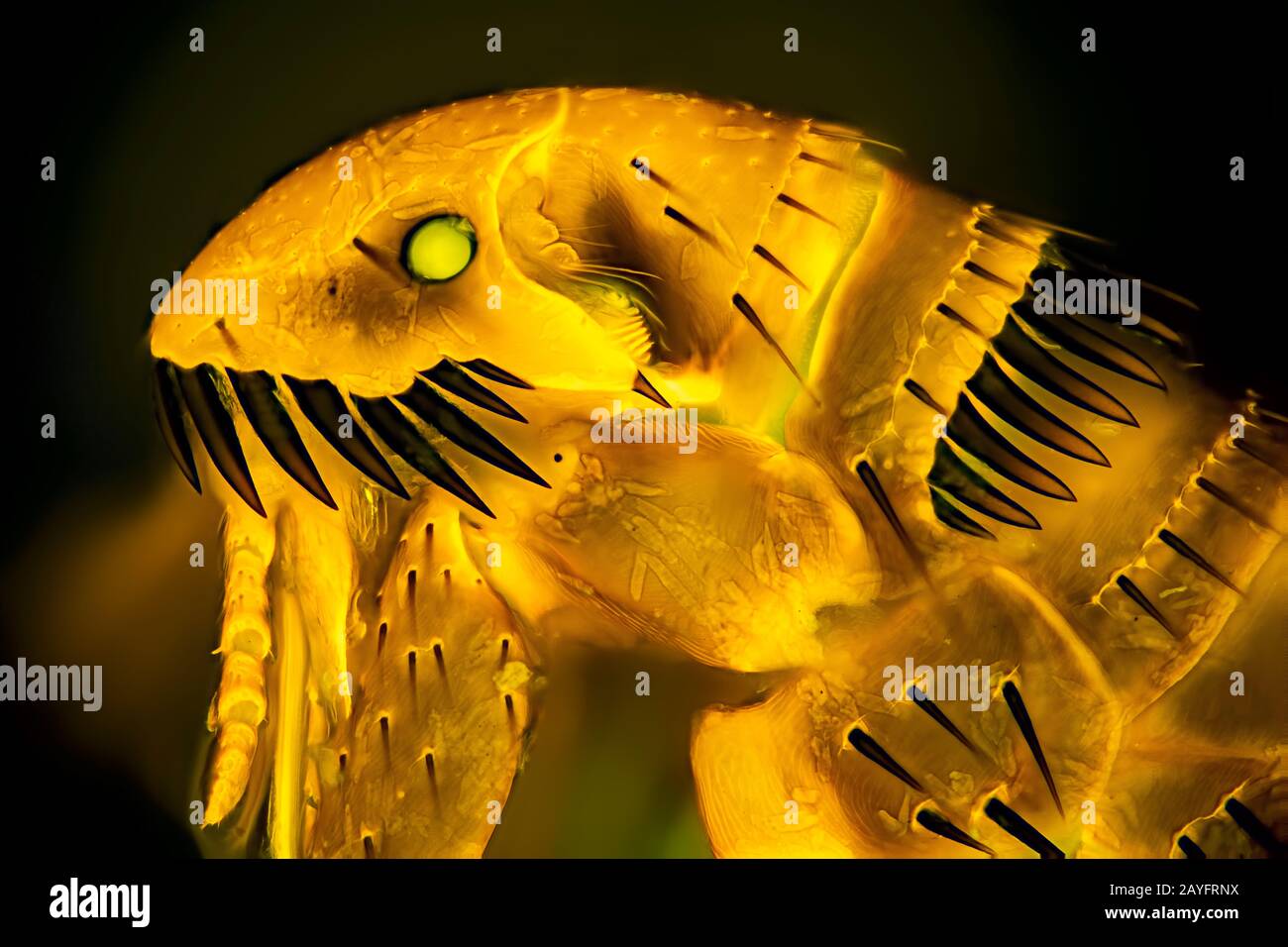 Puces Cat (Ctenocephalides felis), tête d'une puce Cat, microscopie à fluorescence, Allemagne Banque D'Images