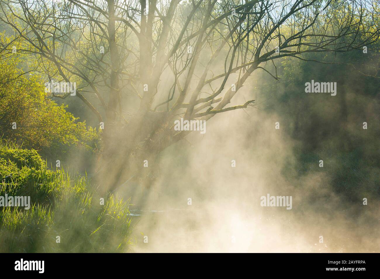 Rivière eau Blanche au lever du soleil, Belgique, Wallonie, Viroinvallei, Dourbes Banque D'Images