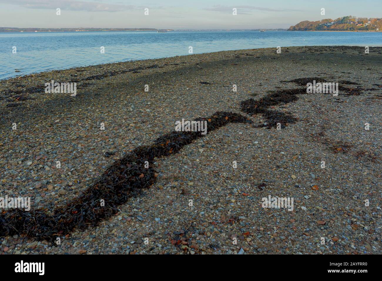 Plage de galets de Firth de Flensburg, Allemagne, Schleswig-Holstein Banque D'Images
