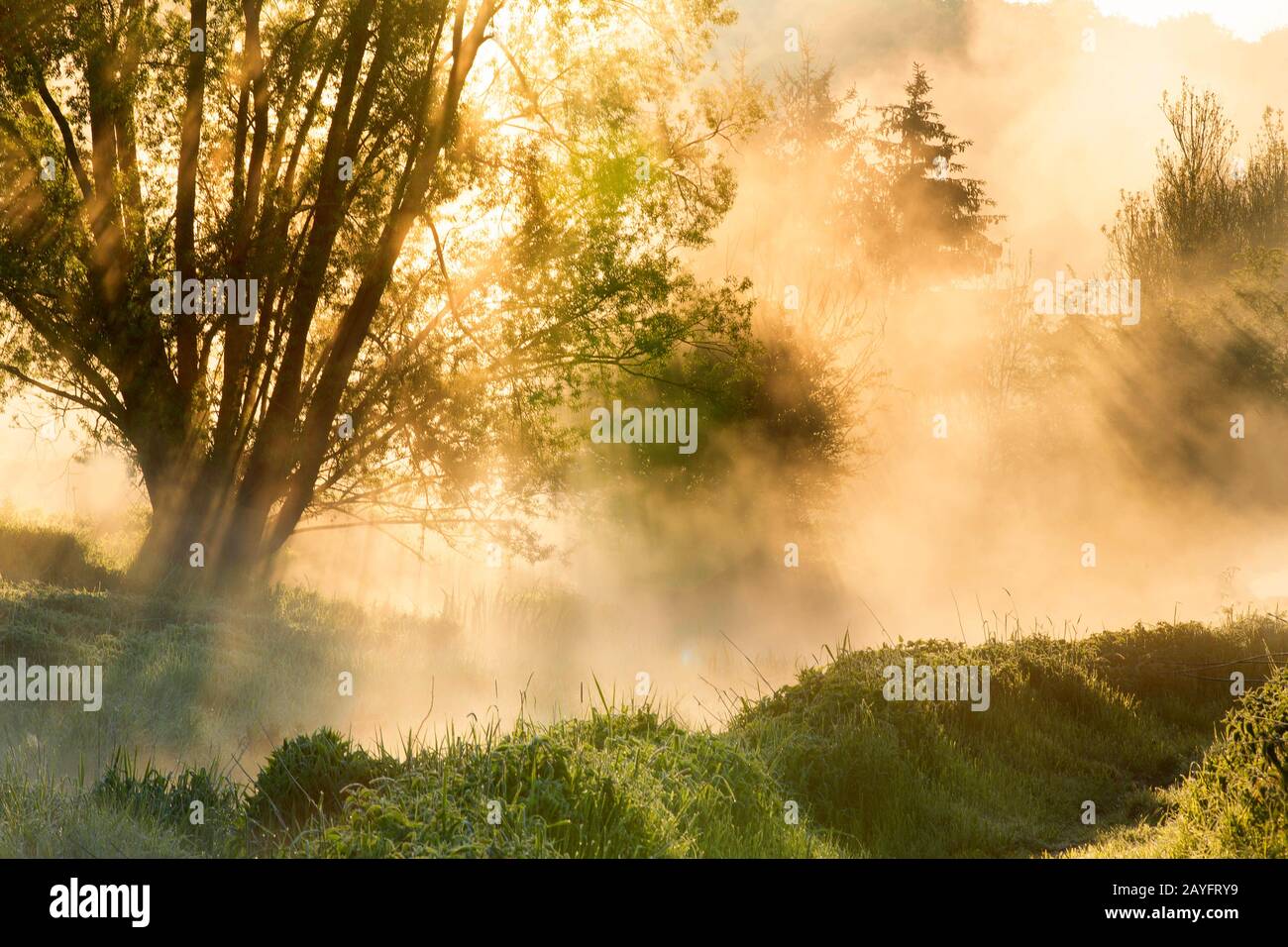 Rivière eau Blanche au lever du soleil, Belgique, Wallonie, Viroinvallei, Dourbes Banque D'Images