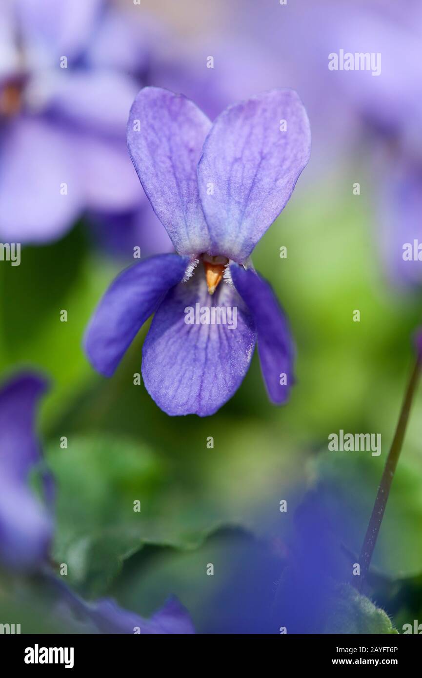 English violette, violette odorante (Viola odorata), fleur, Allemagne Photo  Stock - Alamy