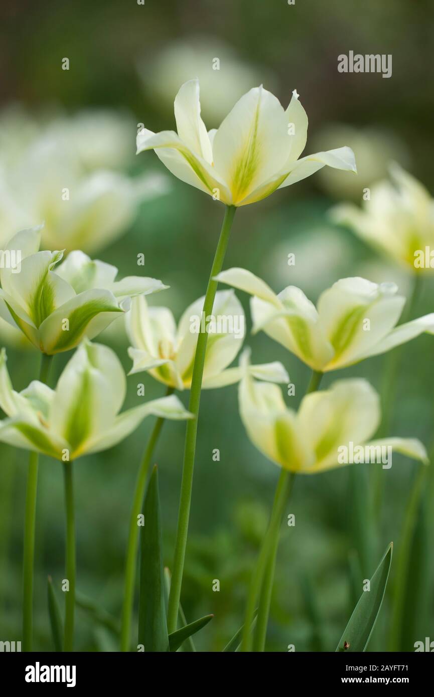 Viridiflora-Tulip (Tulipa viridiflora), floraison Banque D'Images