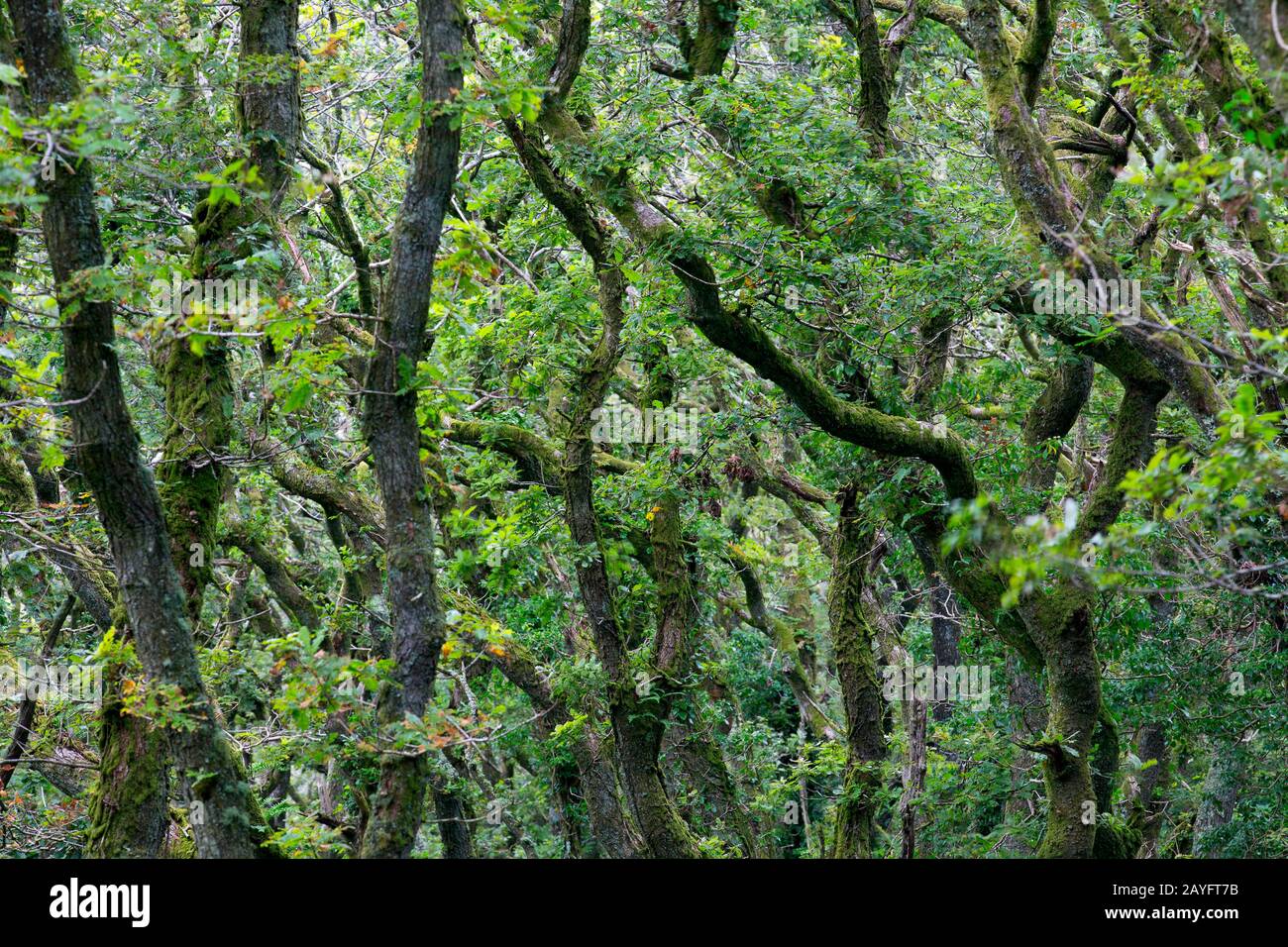 Chêne (Quercus spec.), forêt de chêne à Cilgwyn, Royaume-Uni, Pays de Galles, Pembrokeshire Banque D'Images