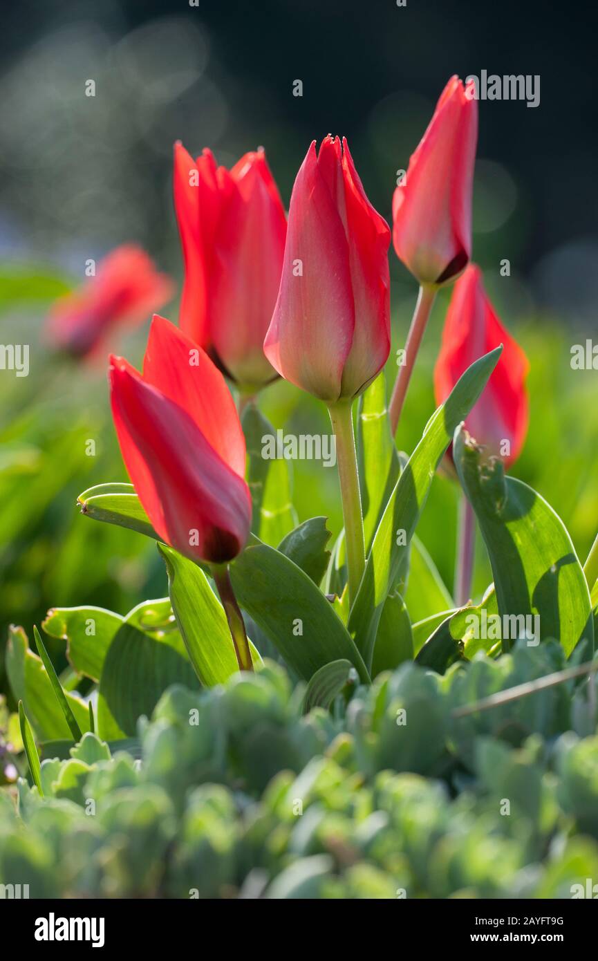 Greigii tulipe (Tulipa greigii), fleurs Banque D'Images