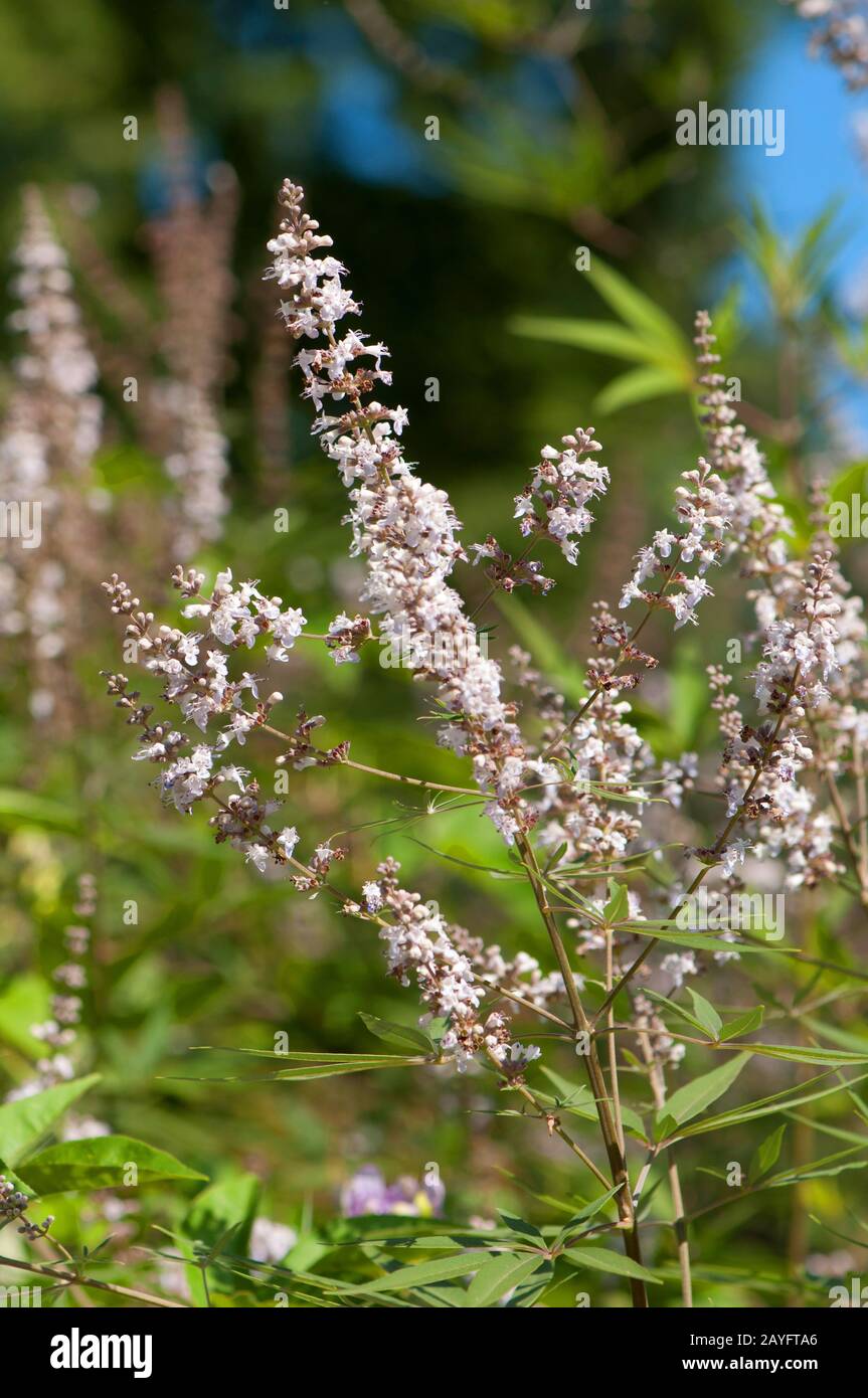 Arbre de la chaîne à feuilles larges, Vitex À Feuilles Larges (Vitex agnus-catus var. Latifolius, Vitex agnus-catus 'Latifolius', Vitex agnus-catus Latifolius), floraison Banque D'Images