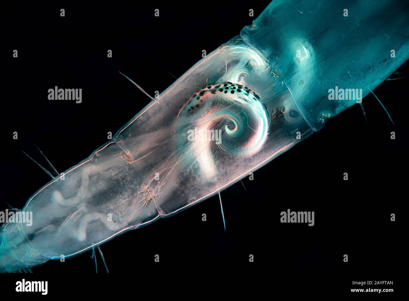 Fantôme milieu (Chaoborus spec.), microscope photo de l'abdomen d'un fantôme milieu, Allemagne Banque D'Images