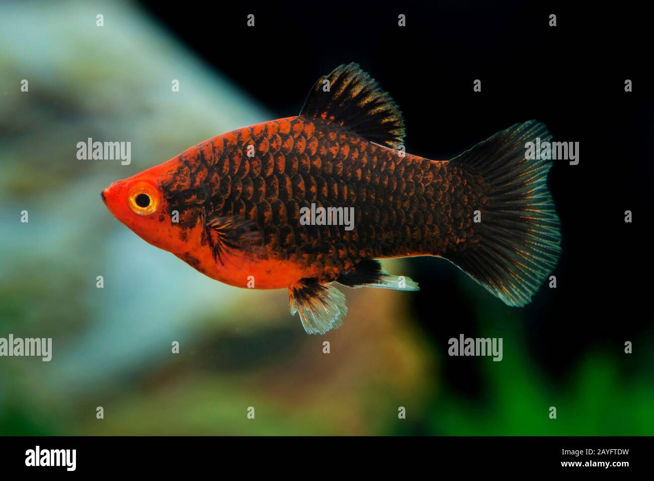 Platyfish méridional (Xiphophophorus maculatus), forme de reproduction Korallenplaty Tuxedo Banque D'Images