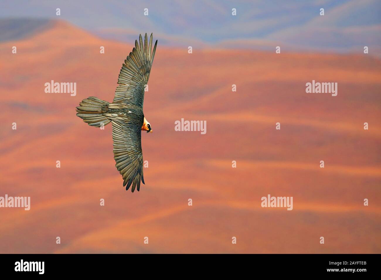 Lammergeier, Bearded Vautour (Gypaetus Barbatus), En Vol, Afrique Du Sud, Réserve De Jeu Du Château De Giants Banque D'Images