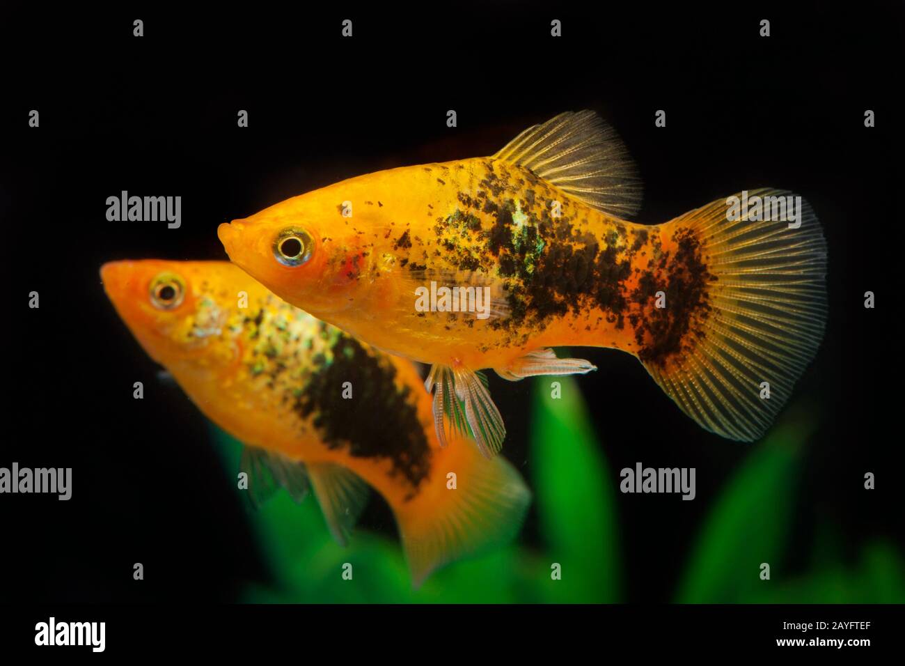 Platyfish du sud (Xiphophophorus maculatus), forme de reproduction Sunset Tuxedo Banque D'Images