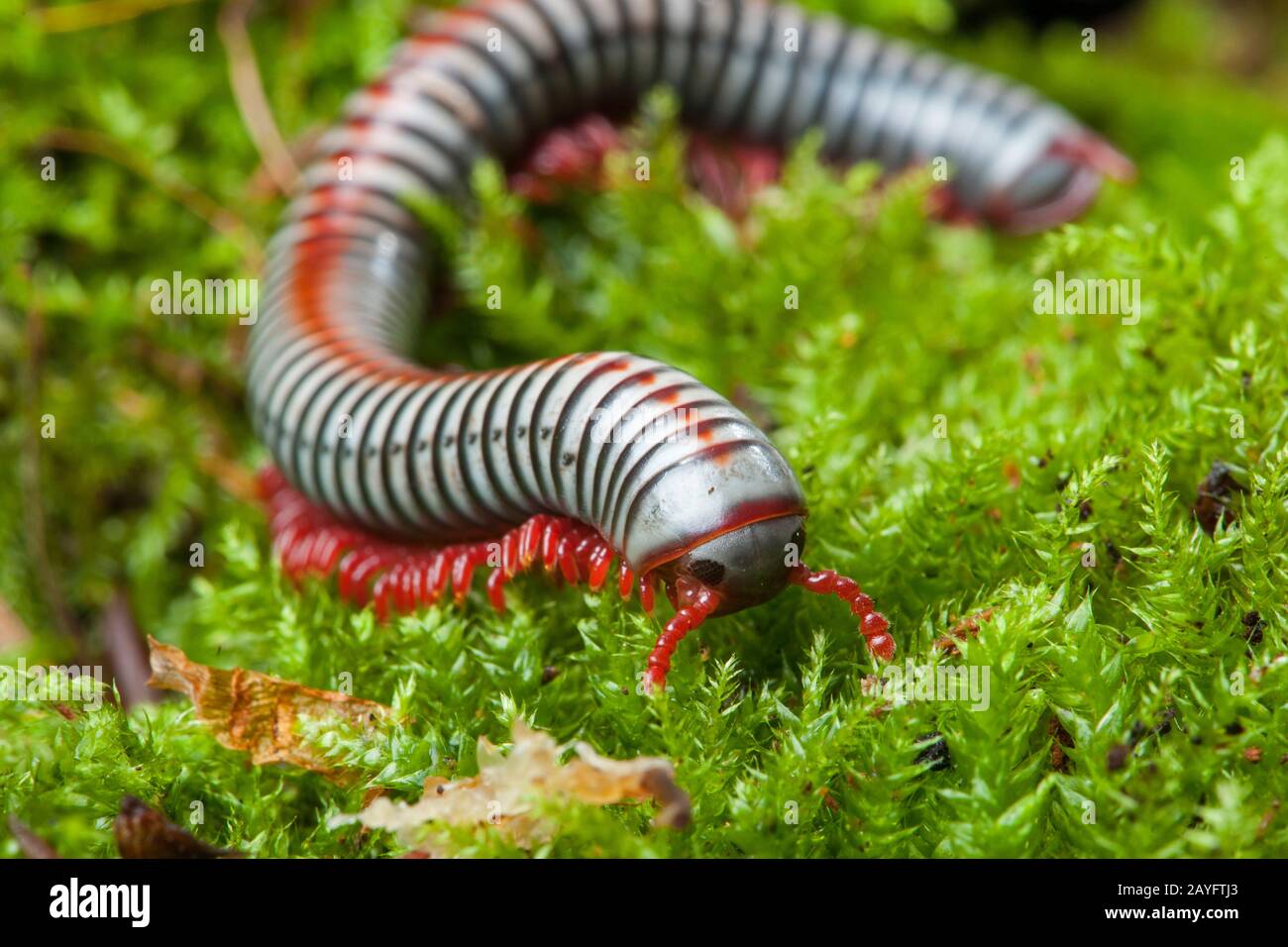 Rainbow vietnamien, Rainbow millipede (Tonkinbolus dollfusi), sur mousse Banque D'Images