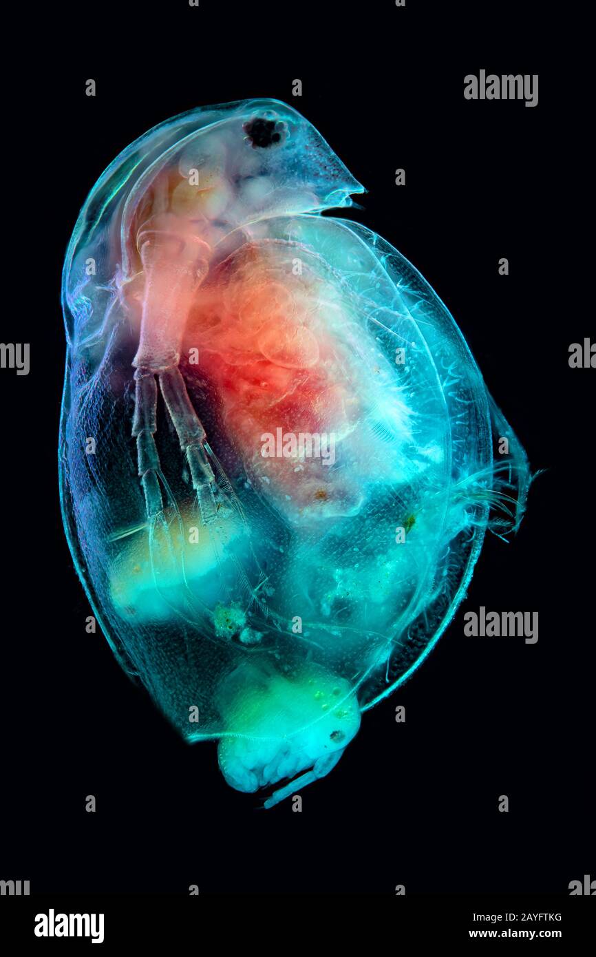 Brocante d'eau commune (Daphnia spec.), photo au microscope d'une brocante d'eau commune, naissance, Allemagne Banque D'Images