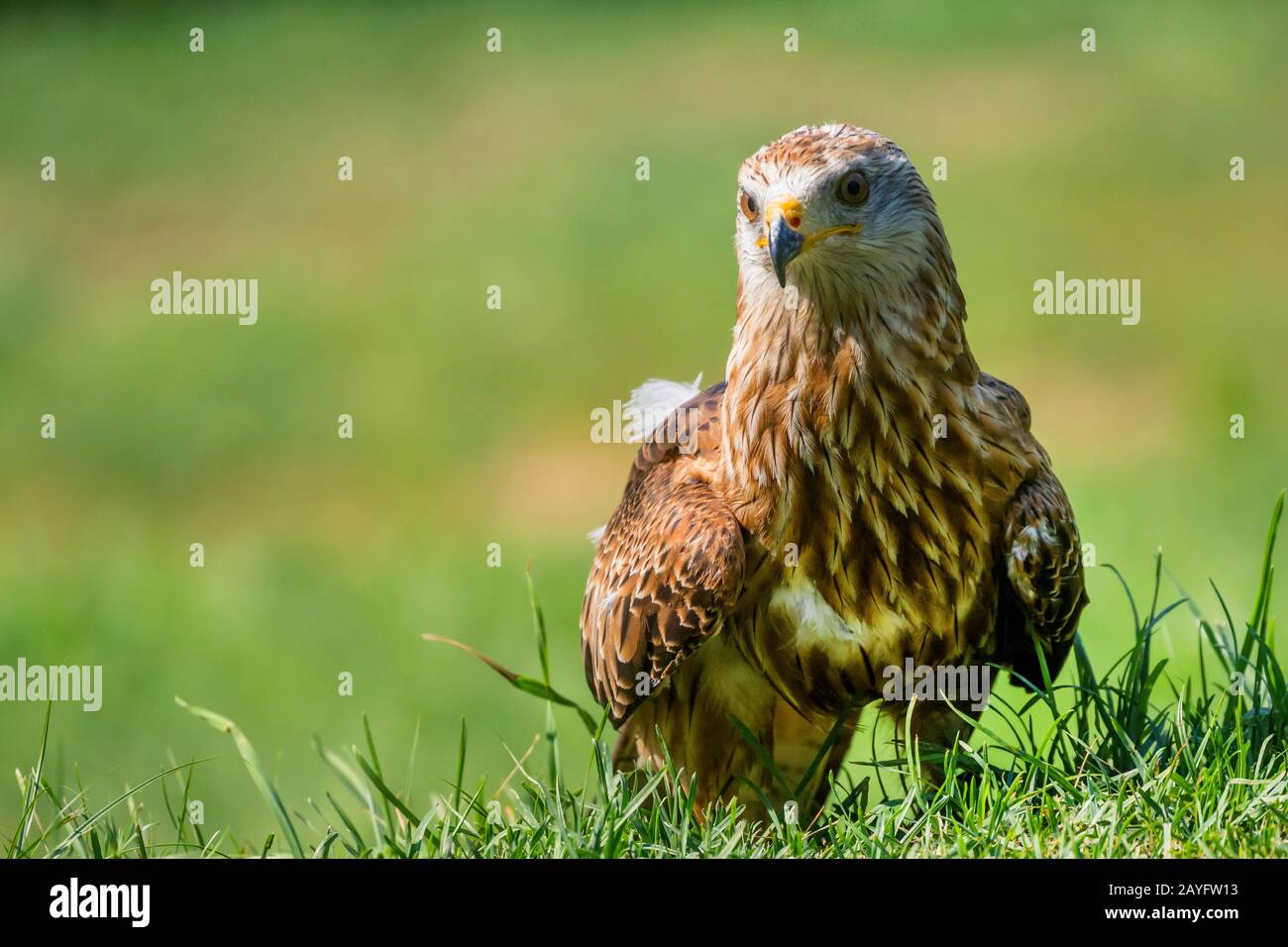 Cerf-volant (Milvus milvus), siège dans un pré, Allemagne, Bavière, Niederbayern, Basse-Bavière Banque D'Images