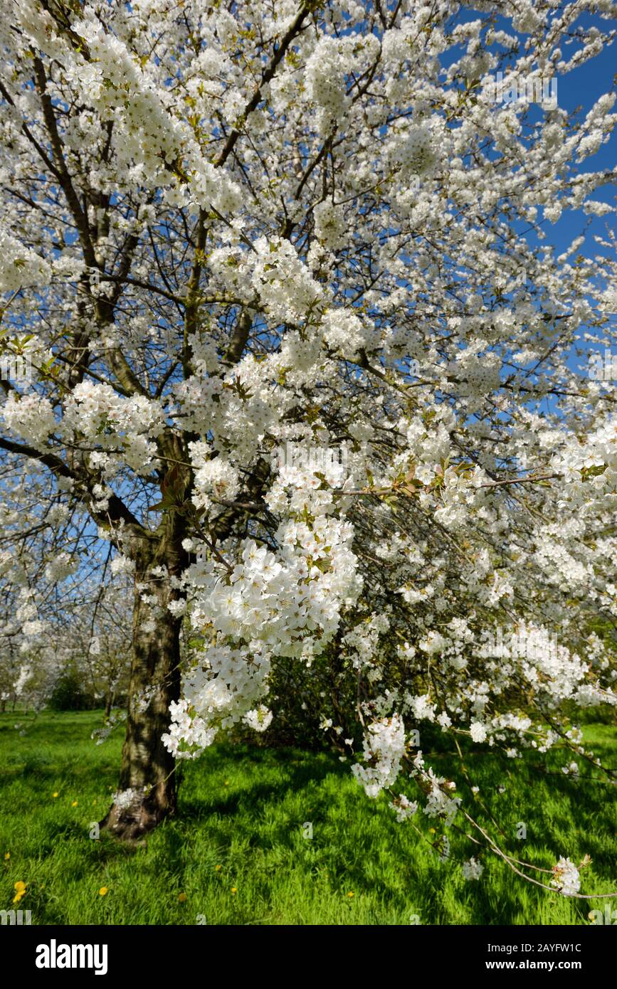 Cerisier, cerise douce (Prunus avium), arbres en fleurs sur un verger de fzit, Allemagne, Rhénanie-du-Nord-Westphalie Banque D'Images