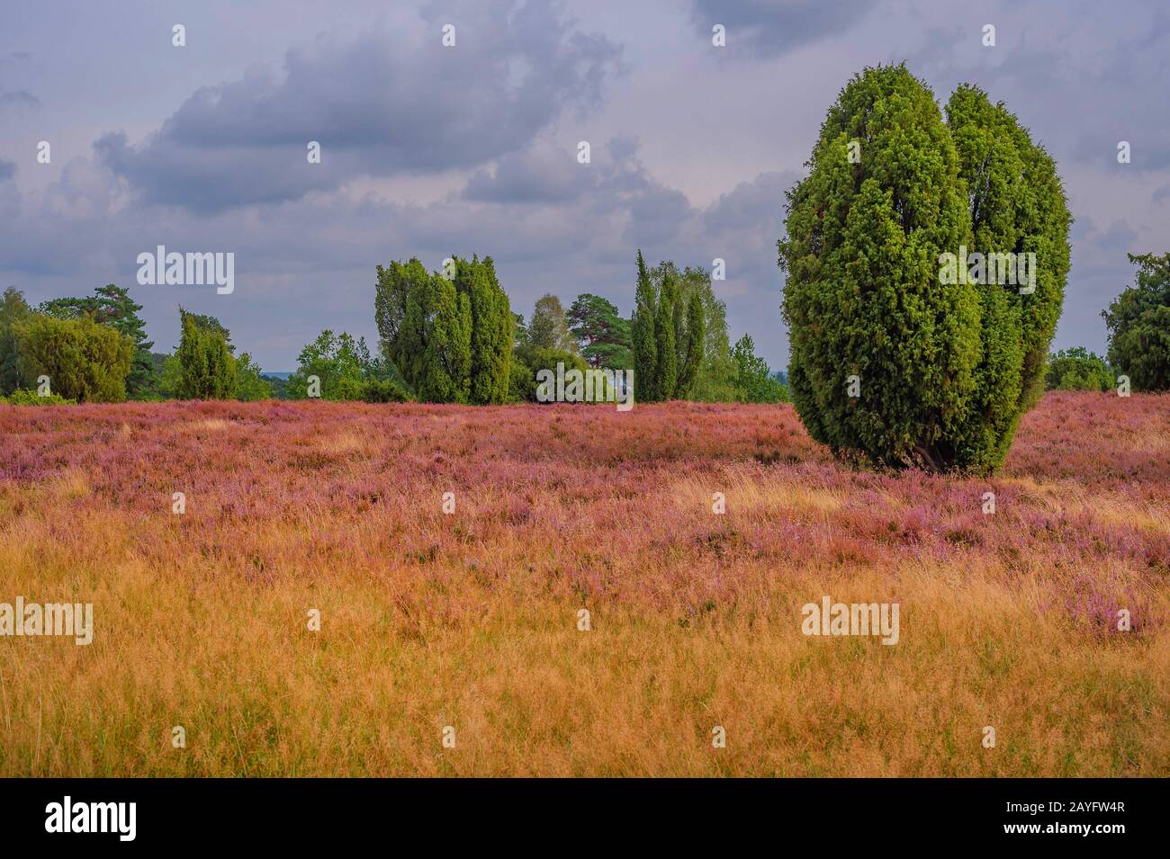 Genévrier commun, genévrier (Juniperus communis), heath à Lueneburger Heide, Lueneburg Heath, Allemagne, Basse-Saxe, Wilsede Banque D'Images
