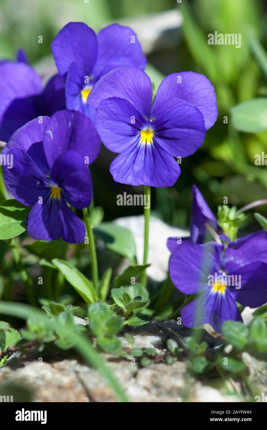 Violet suisse (Viola calcarata), floraison, Suisse, Furkapass Banque D'Images