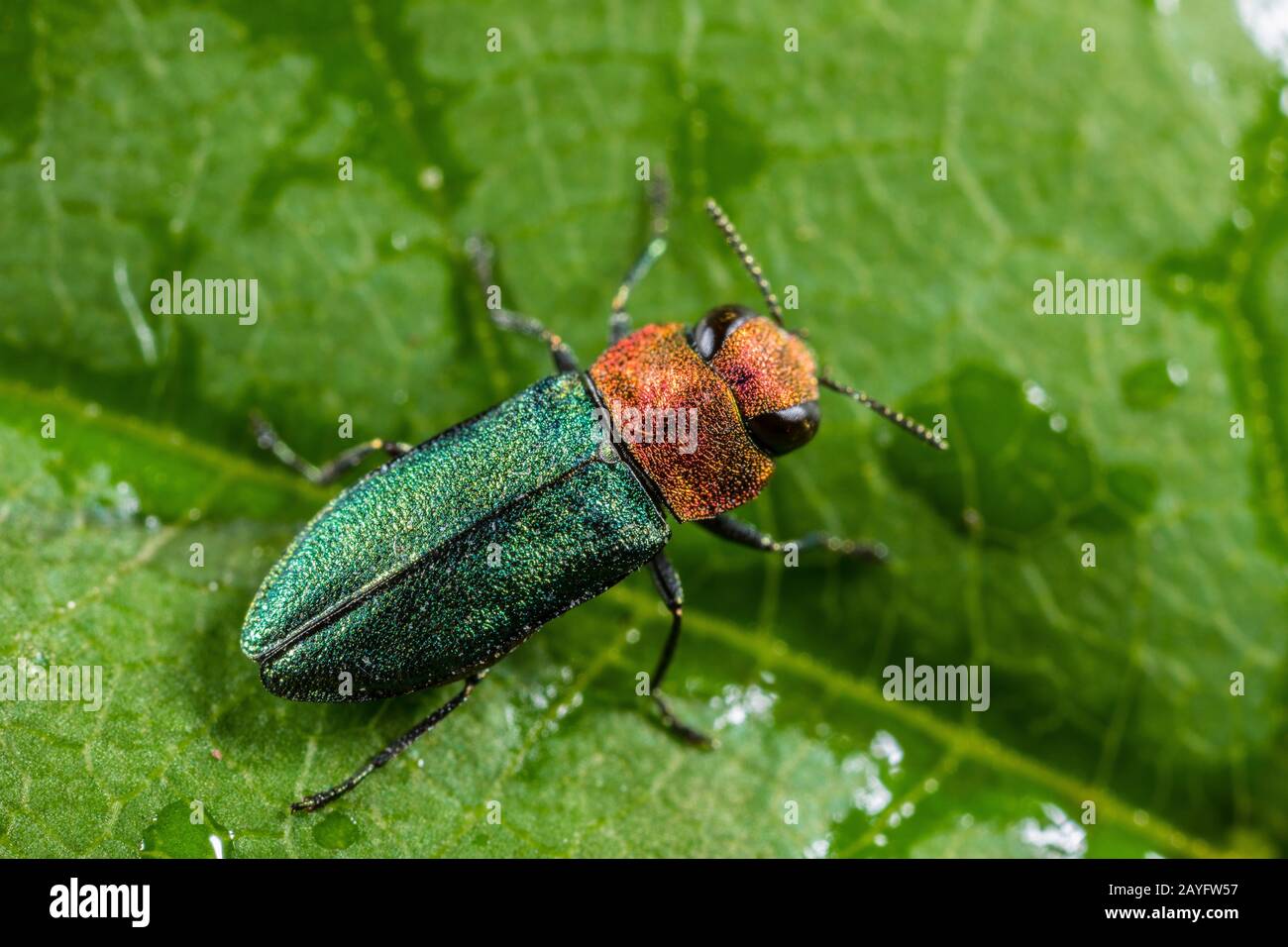 Jewel beetle, coléoptère bois métallique (Anthaxia nitidula), Femme, Allemagne Banque D'Images
