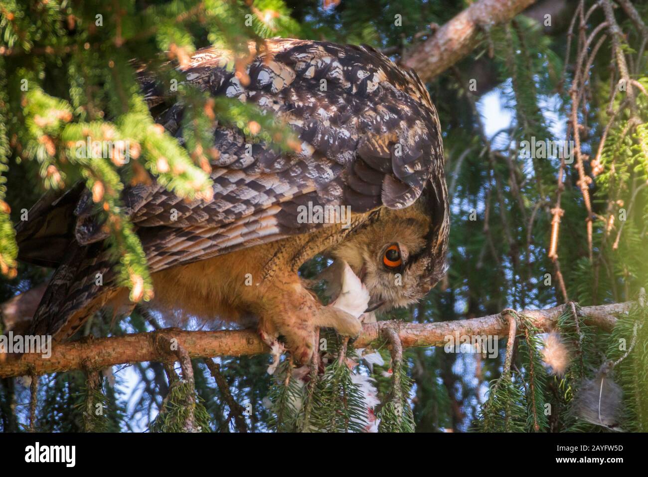 La chouette aigle du Nord (Bubo bubo), se trouve sur une épinette avec une colombe dans ses griffes, Autriche, Tyrol Banque D'Images