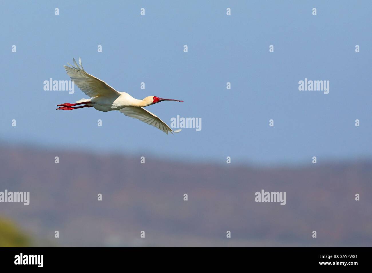 Spoonbill africain (Platalea alba), en vol, Afrique du Sud, Kwazulu-Natal, Mkhuze Game Reserve Banque D'Images