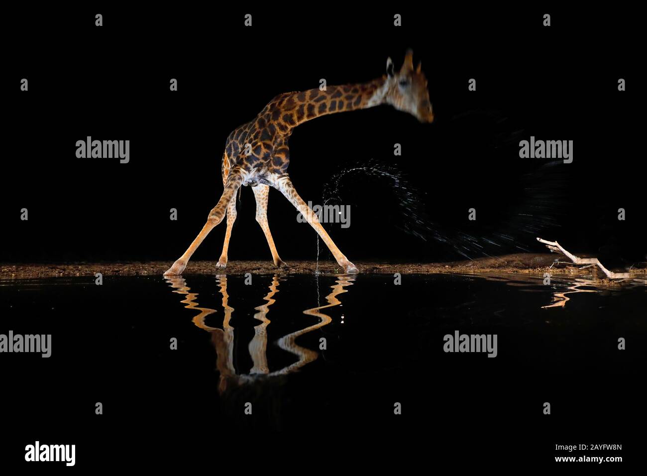 Giraffe (Giraffa camelopardalis), boire dans un trou d'eau dans la nuit, Afrique du Sud, Kwazulu-Natal, Zimanga Game Reserve Banque D'Images