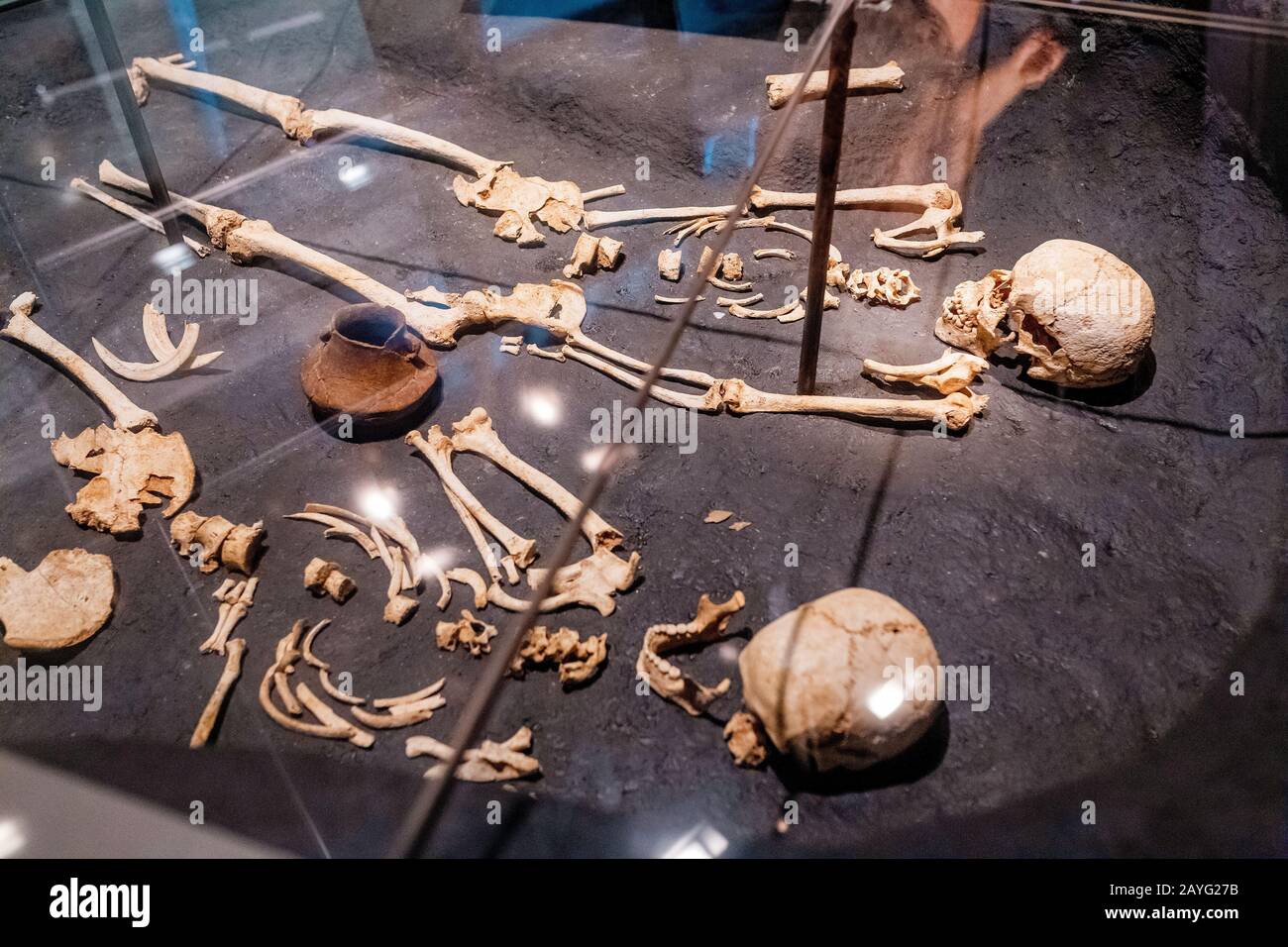 28 JUILLET 2018, BARCELONE, ESPAGNE : des crânes anciens montrant l'évolution humaine dans le musée d'archéologie Banque D'Images