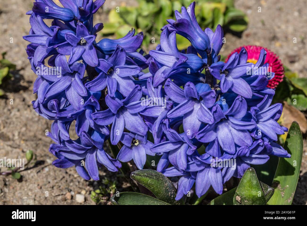 jacinthes bleus dans un lit de fleurs Banque D'Images