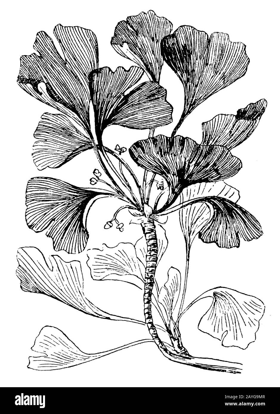Gingko, Ginko;Gingko, Ginko, Ginkgo biloba;Ginkgo biloba, (histoire de l'évolution, 1896) Banque D'Images