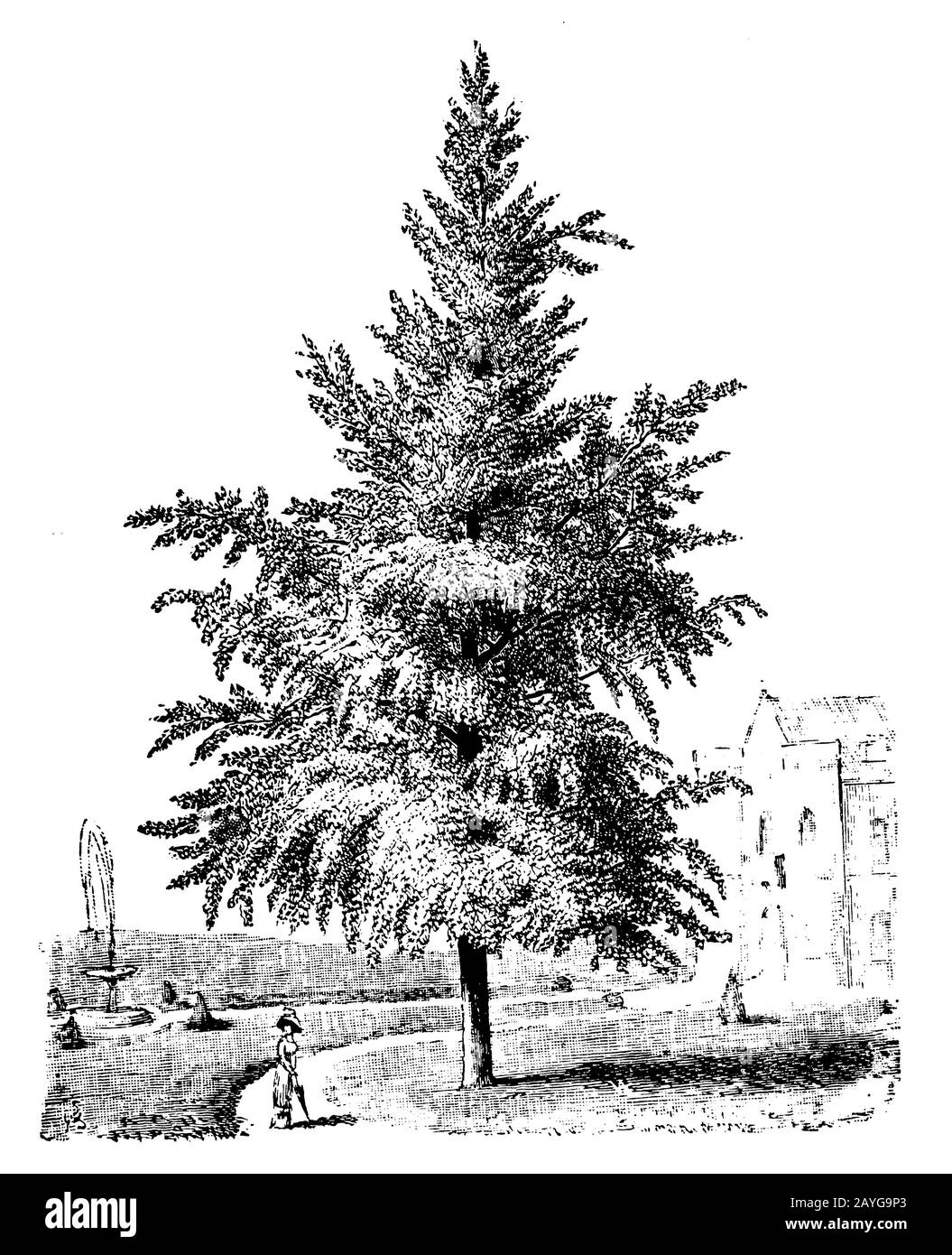 Gingko, Ginko, Ginkgo biloba, (livre de motifs d'impression, 1911) Banque D'Images