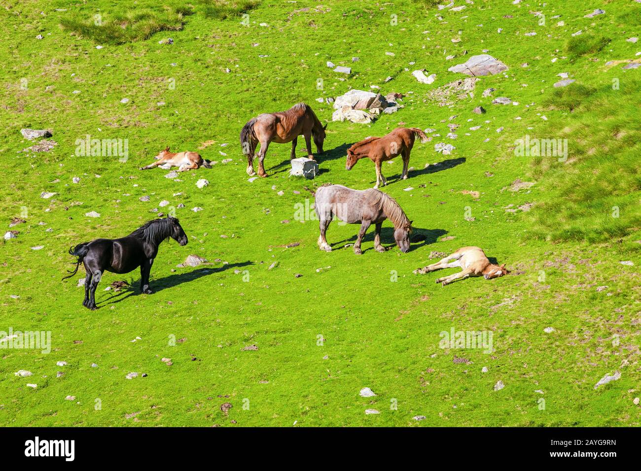 Vue aérienne des chevaux de pâturage sur un pré alpin frais et luxuriant Banque D'Images