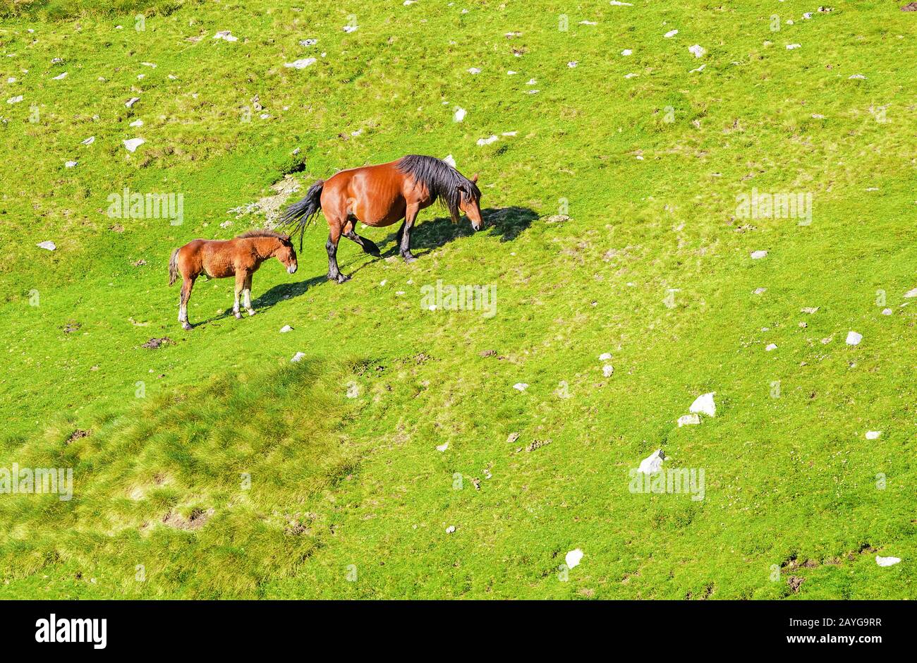 Vue aérienne des chevaux de pâturage sur un pré alpin frais et luxuriant Banque D'Images
