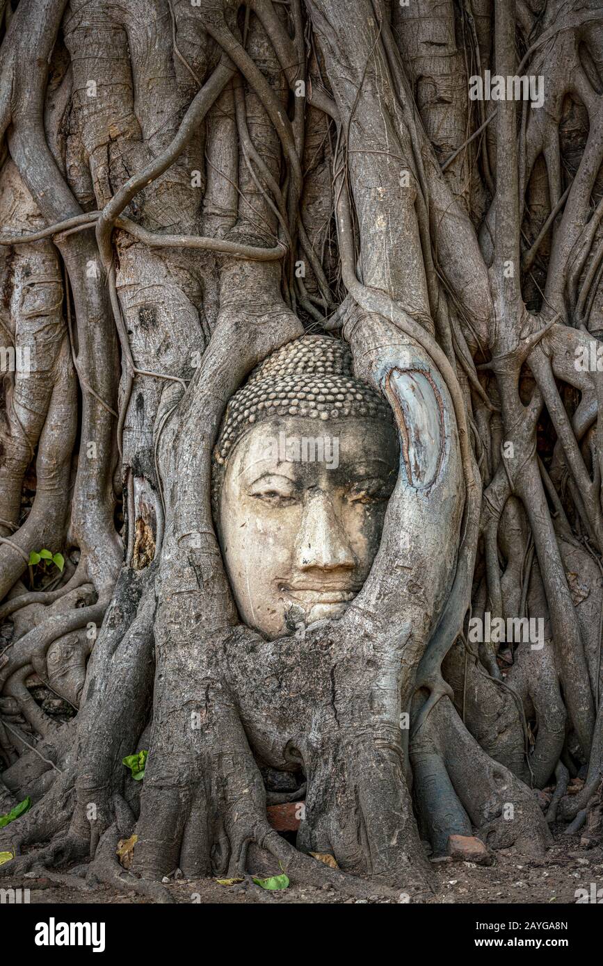 Tête de Bouddha coincée dans les racines de l'arbre de bodhy dans le temple Wat Mahathe, Ayutthaya. Province de Bangkok, Thaïlande Banque D'Images