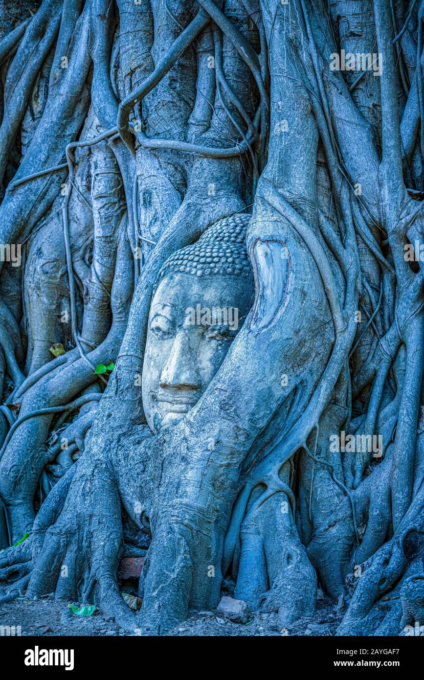 Tête de Bouddha coincée dans les racines de l'arbre de bodhy dans le temple Wat Mahathe, Ayutthaya. Province de Bangkok, Thaïlande Banque D'Images