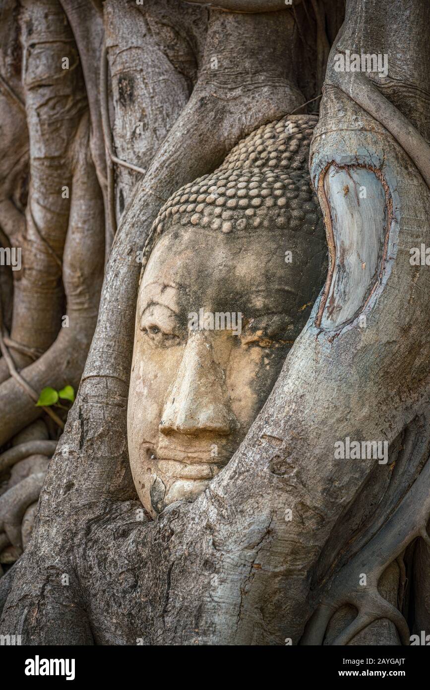 Tête de Bouddha coincée dans les racines de l'arbre de bodhy dans le temple Wat Mahathe, Ayutthaya. Province de Bangkok, Thaïlande Banque D'Images