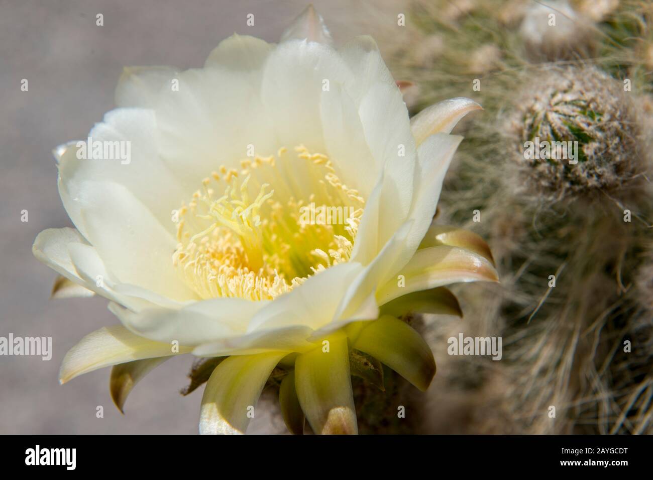 Gros plan sur les cactus Cardon dans les Andes près de Purmamarca, province de Jujuy, Argentine. Banque D'Images