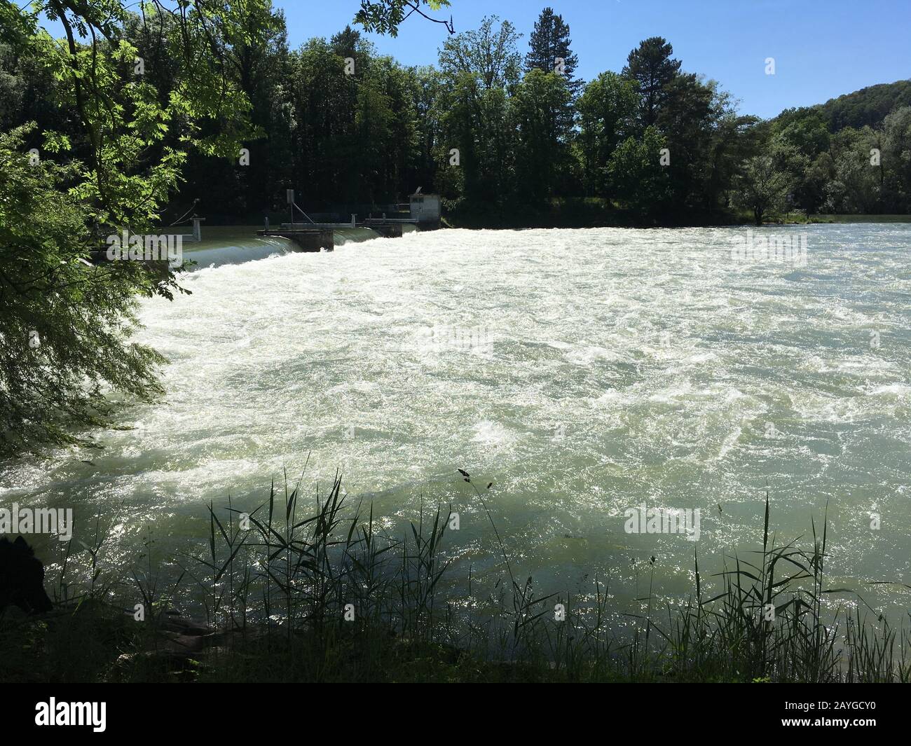 Le canal d'Aare dans la forêt au bord de la rivière près de Weir est débordé d'eau de pluie verte en été près de la ville de Brugg, Suisse. Banque D'Images